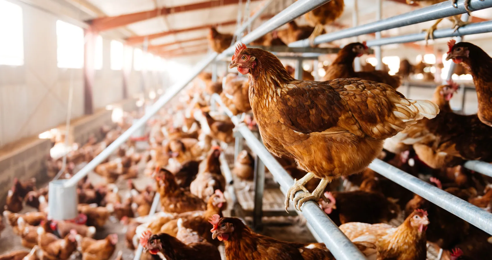 shutterstock 2357842517 lr v4