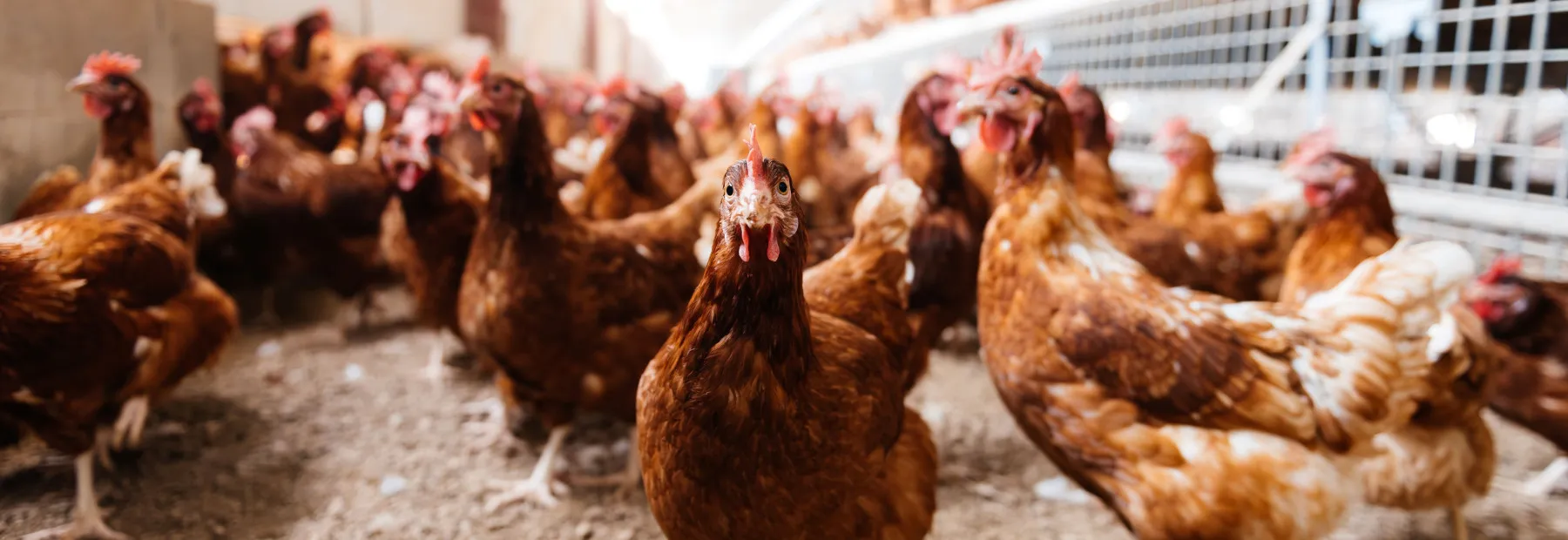 shutterstock 2364863827 lr v5