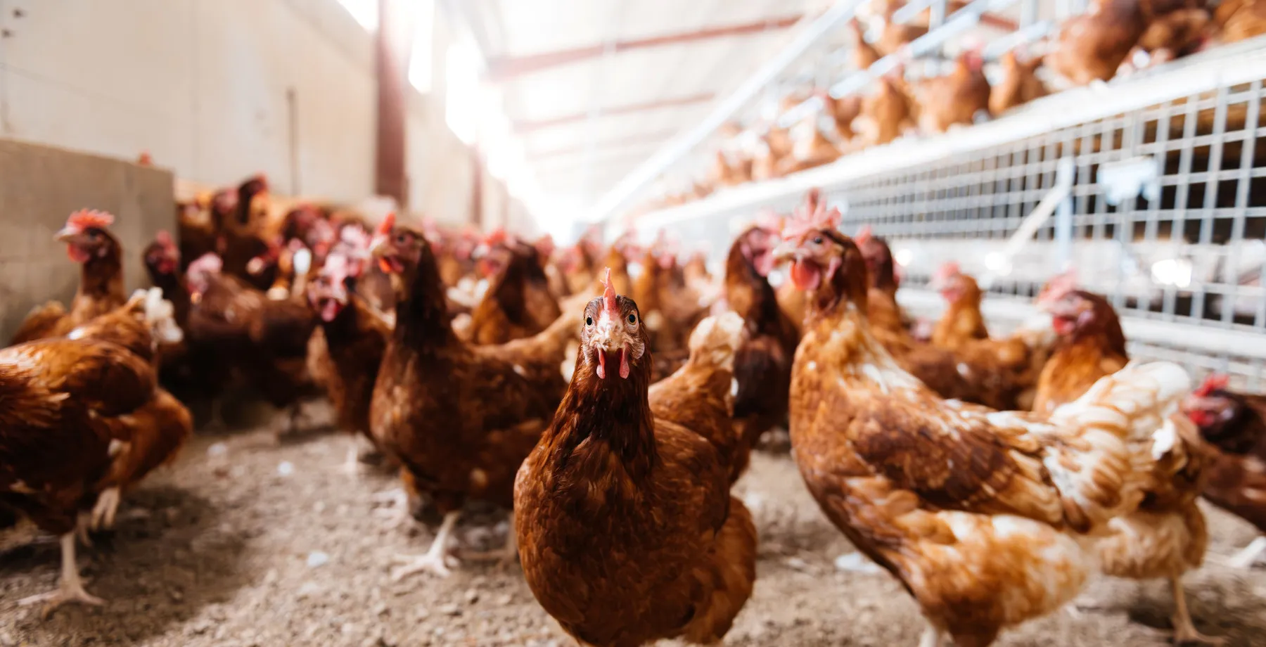 shutterstock 2364863827 lr