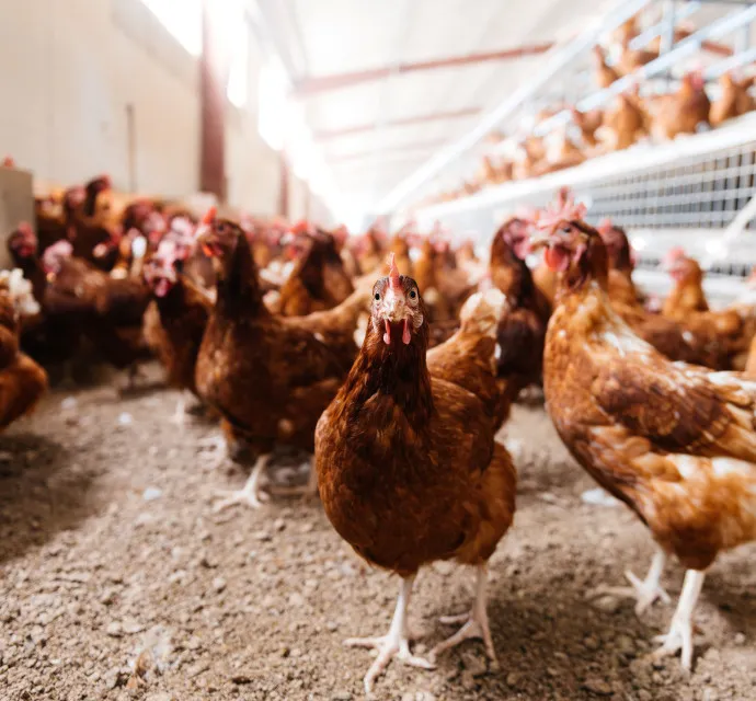 shutterstock 2364863827 lr